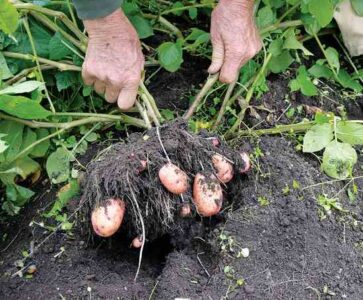 cook-garden-to-table